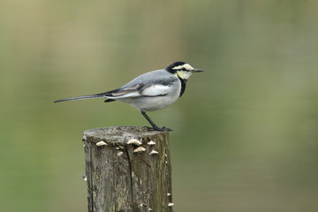 Naklejka premium ハクセキレイ