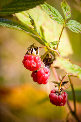 Wild Raspberries