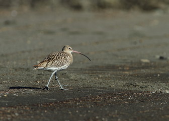 ダイシャクシギ