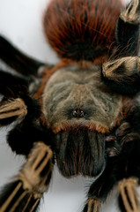 Brazilian whiteknee tarantula head closeup