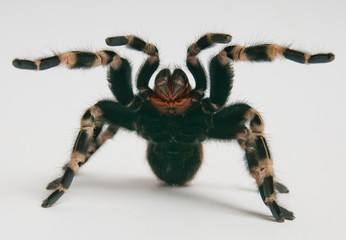 Brazilian whiteknee tarantula in attacking position - obrazy, fototapety, plakaty