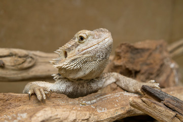 Closeup of head of Central Bearded Dragon