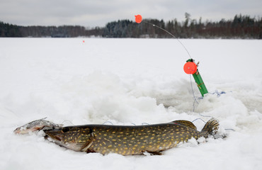 Swedish fishing trophy in winter