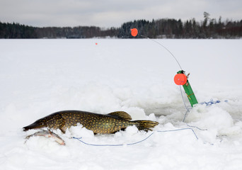 Swedish winter pike fishing