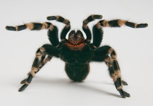 Brazilian whiteknee tarantula in attacking position
