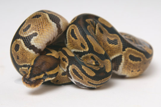 Python regius in a roll
