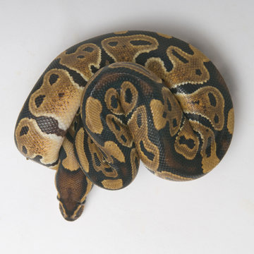 Python regius in a roll