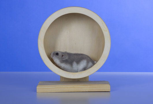 Hamster, Cricetinae, Dsungarische Zwerghamster