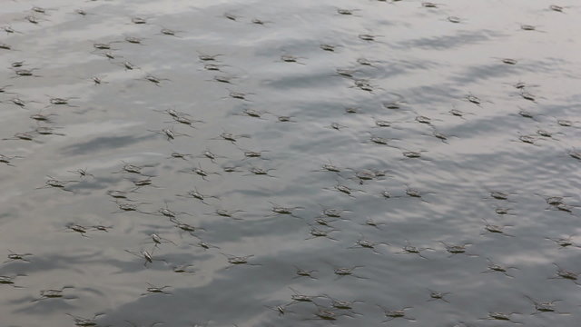 Walk on water