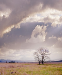 one tree in field