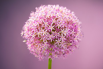 Purple alium onion flower - obrazy, fototapety, plakaty