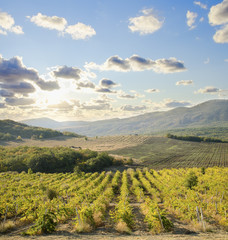 Naklejka premium vineyard