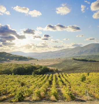 vineyard