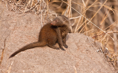 Dwarf mongoos sitting in the sun