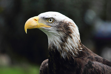 Haliaeetus leucocephalus