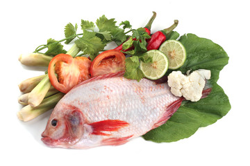 Red snapper fish