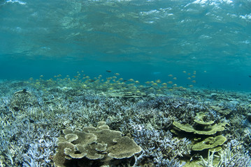 サンゴの群生と水面と小魚の群れ