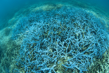 サンゴの群生