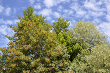 Foliage trees in summer on cloudy blue sky background