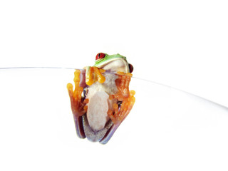 Rotaugenlaubfrosch 132, Agalychnis callidryas