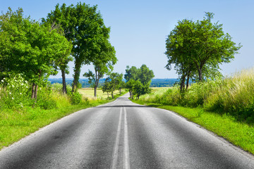 Road and green tree