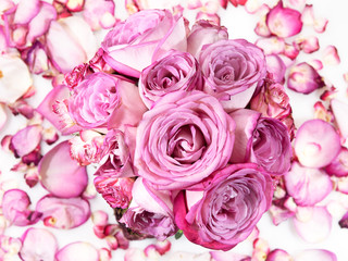 Pink roses