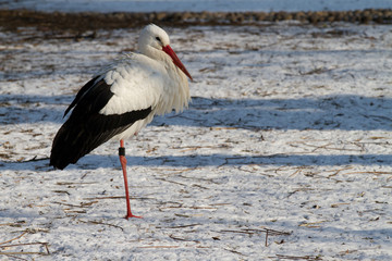 stork in snow