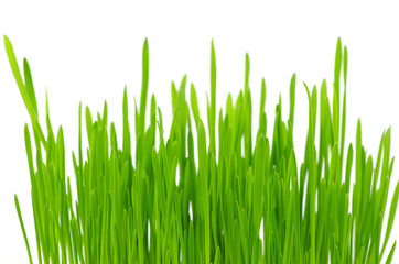 Fototapeta na wymiar green grass