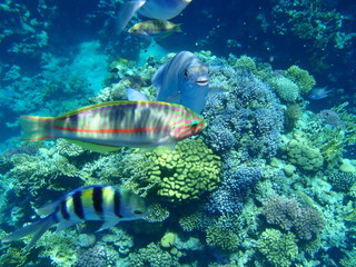 Fische im Roten Meer