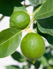 Fresh Green Limes