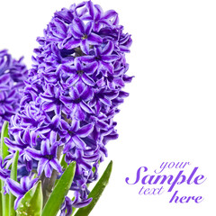 Purple flowers with drops of water