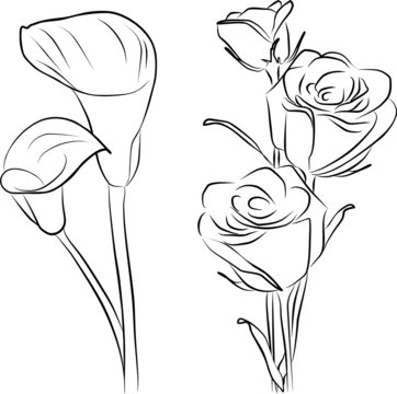 Fototapeta two callas flowers and three roses - freehand