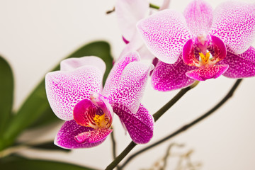 flowers orchids