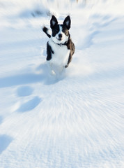 dog running in the snow