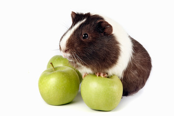 Guinea pigs with green apples