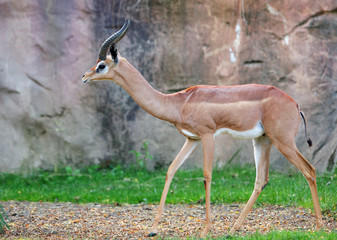 Young Gazelle