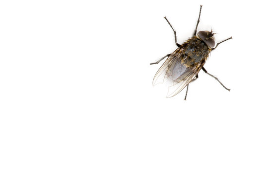 Fliege krabbelt an der Decke