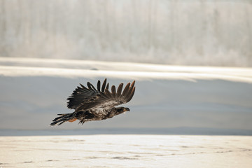 Bald Eagle flying