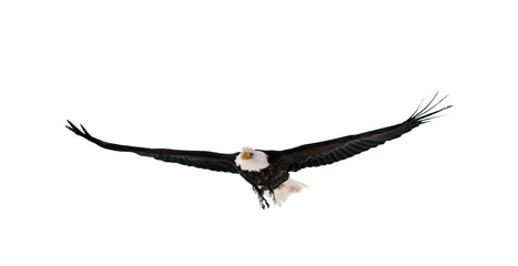 Photo sur Plexiglas Aigle Pygargue à tête blanche volant