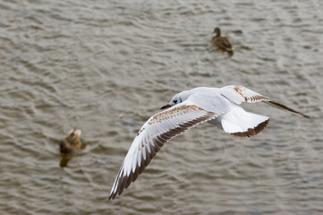 Gull in fly over a river patrolling duck troops.