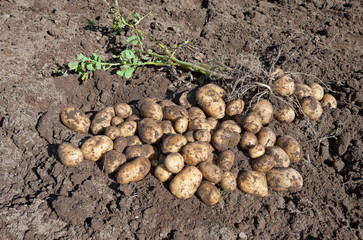 Harvesting potatoes