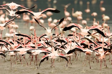 Running Crowd of Flamingo