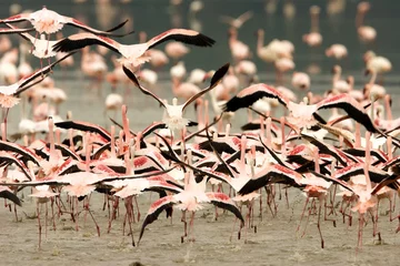 Papier Peint photo Flamant Running Crowd of Flamingo