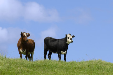 Farm Animals - Cows