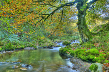 Forest of Muniellos.