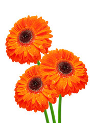 gerber flower isolated on white background
