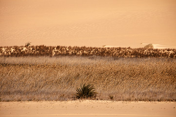 Fototapeta na wymiar Desert Sahara oasis on sunset, Egypt