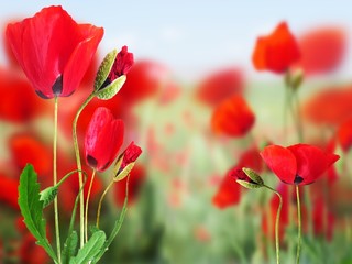 Fototapeta premium Coquelicots.