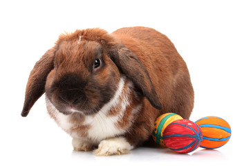 Lop-eared rabbit with eggs isolated on white