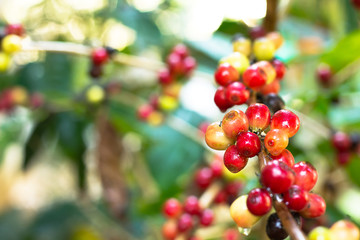 coffee tree with ripening